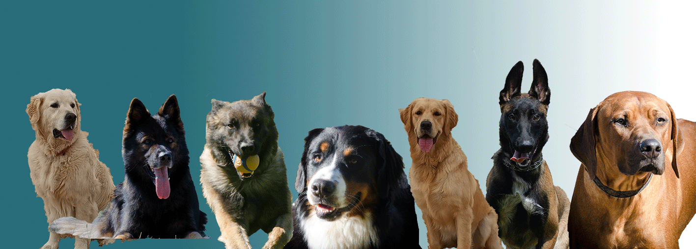 Education, sociabilisation, dressage, obéissance, ring, pistage
Club canin en Corrèze